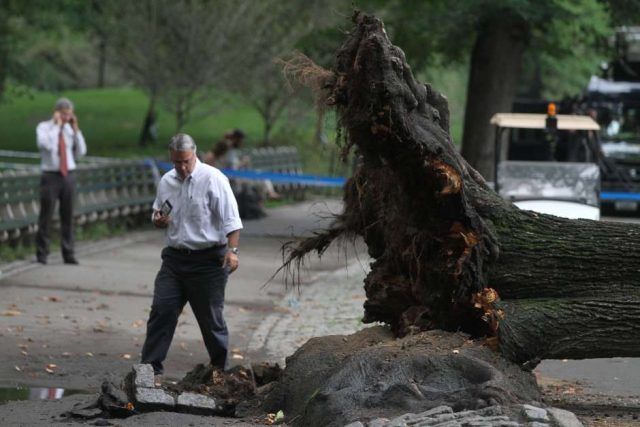 Árbol es demandado por $200 millones en Central Park despues de golpear a una Madre