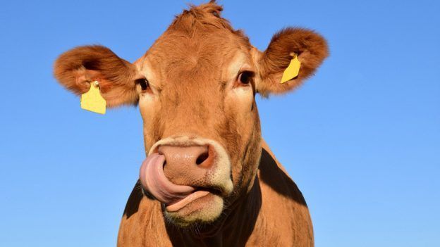 Una vaca se fuga de un matadero y nada hasta una isla desierta para comenzar una nueva vida