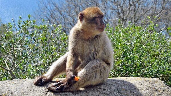 Karma instantáneo: Empuja a un macaco y sufre una cruel venganza animal