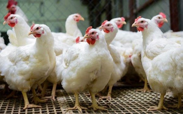 Granjas están llenas de pollos