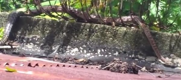 Boa que provoca pánico de Haina es nativa de RD y puede estar en bosque cercano