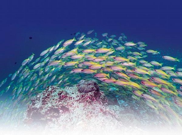 16 especies de peces no se pueden consumir