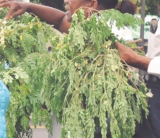 Cuba elabora productos cosméticos a base de aceite de la semilla de Moringa