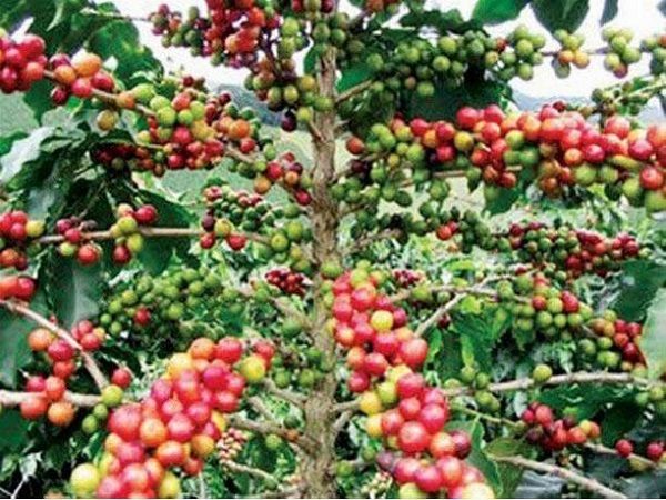 Recuperan caficultura en la región Enriquillo