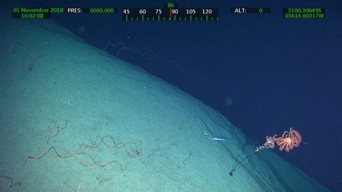 La Elevación de Rio Grande puede haber sido una isla volcánica