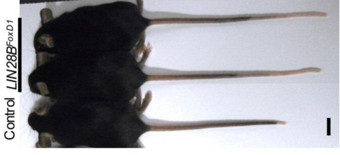 Accidentes genéticos de laboratorio producen ratones con colas extralargas y cortas