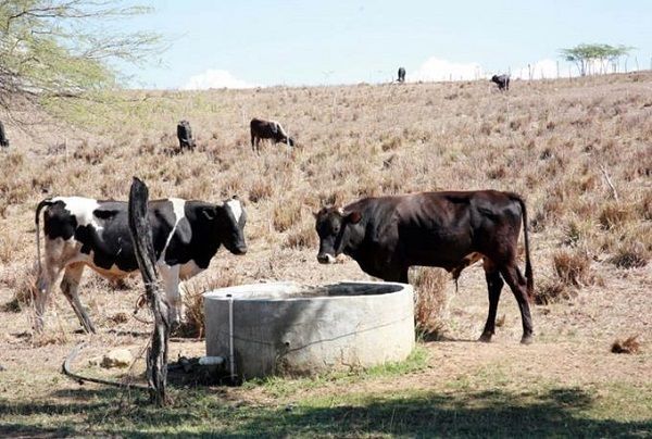 La sequía castiga con rigor la agricultura y ganadería en Noroeste