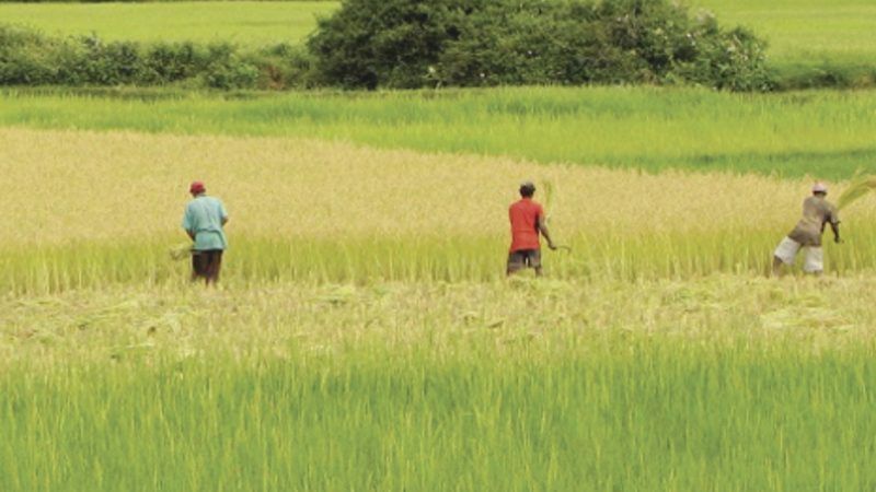 Proponen incentivos para trabajadores campo