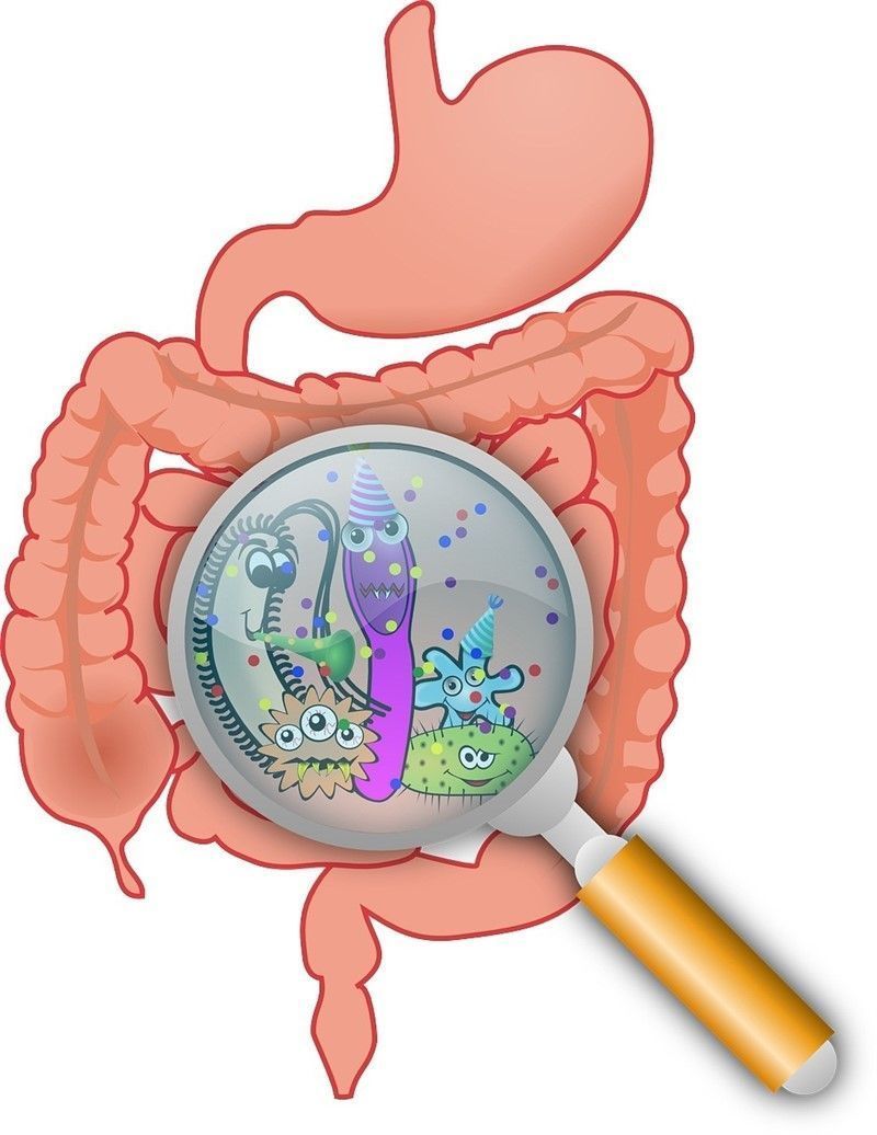 Desenmarañando el impacto de las bacterias intestinales en el metabolismo de los medicamentos