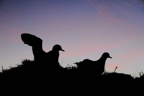Las seis amenazas que acosan a las pardelas y los petreles