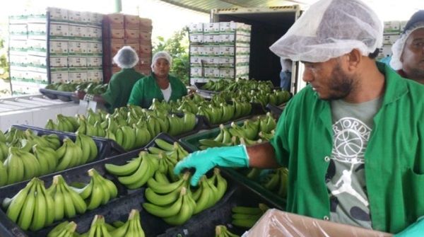 Dice productores trabajan para cumplir regulaciones otros países