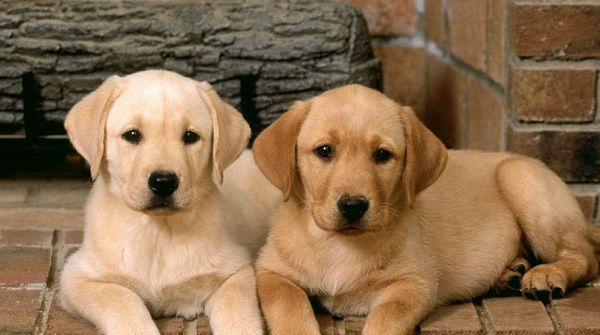 2 perros y 10 miembros de una familia se intoxican tras comer pescado