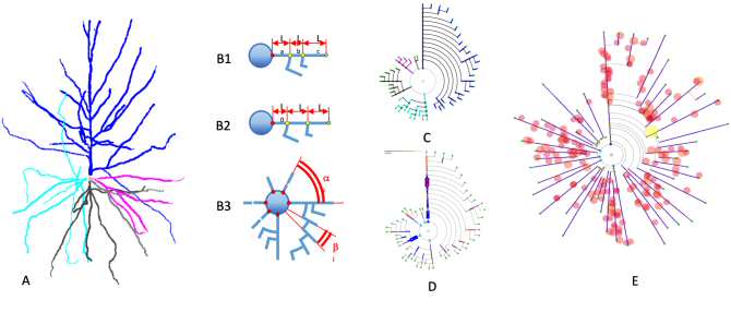 Un nuevo método para representar neuronas
