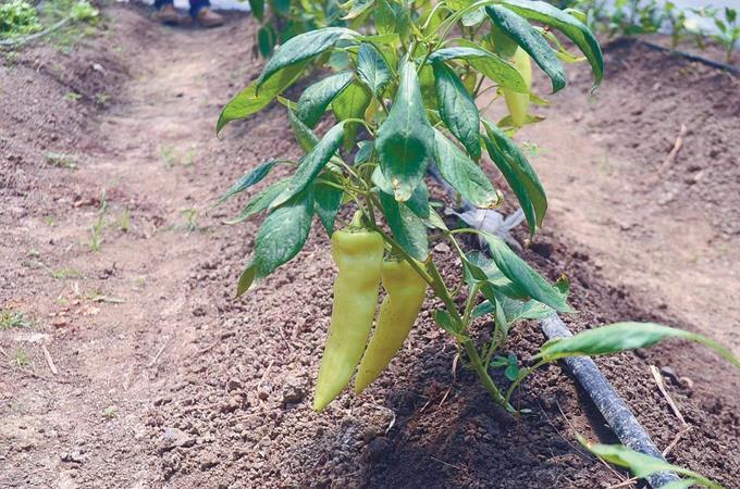 Personas con VIH producen vegetales en huertos caseros