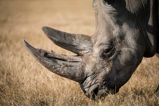 Un millón de especies animales y vegetales están en riesgo de extinción