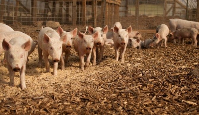 ‘Pig’ Data: cómo la gestión masiva de datos puede optimizar las explotaciones porcinas
