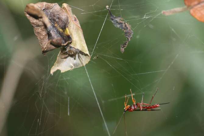 Las avispas parasitoides pueden convertir a las arañas en zombis al piratear su código interno
