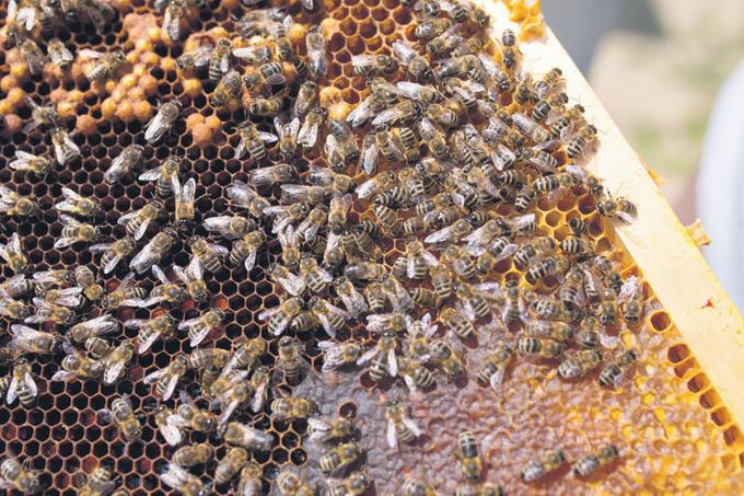 Severa sequía redujo la producción de miel en el país
