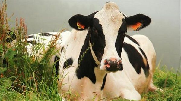 Brasil suspende las exportaciones de carne a China tras caso de vacas locas