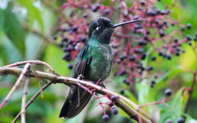 El cambio climático impacta a especies del páramo costarricense