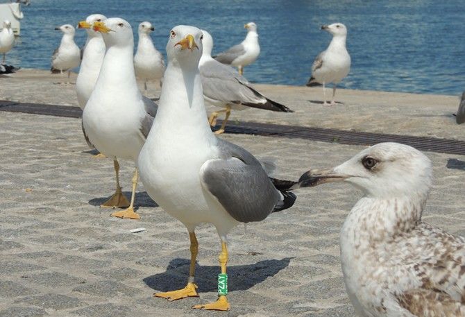 Monitorización de gaviotas mediante GPS para medir el riesgo de transmisión de patógenos