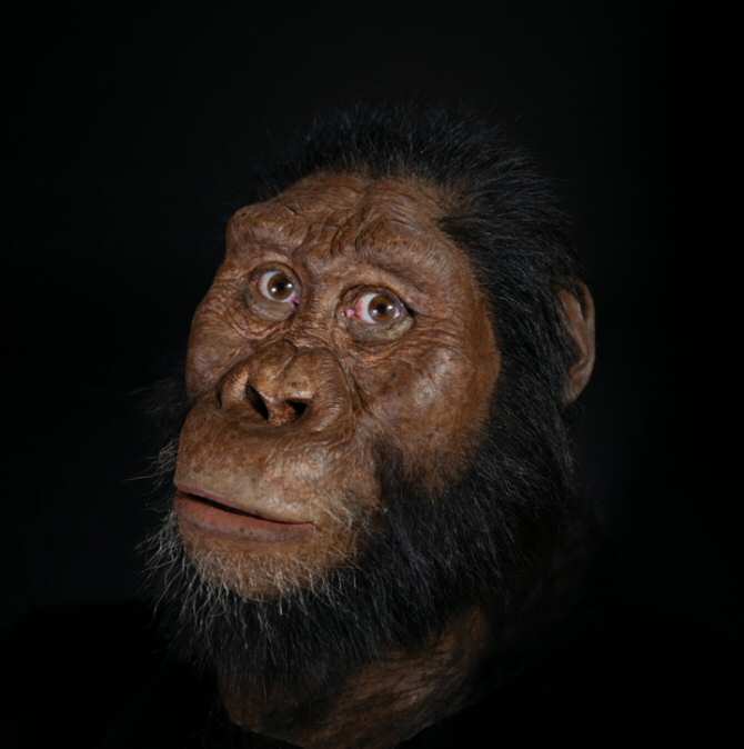 Descubren un cráneo de homínido de 3,8 millones de años y reconstruyen su rostro