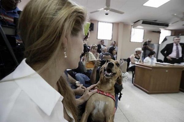 En España Perros, aliados de víctimas de violencia machista