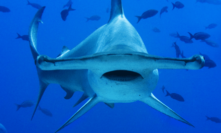 Los tiburones están desapareciendo y el fenómeno dejará un «enorme agujero» en océanos