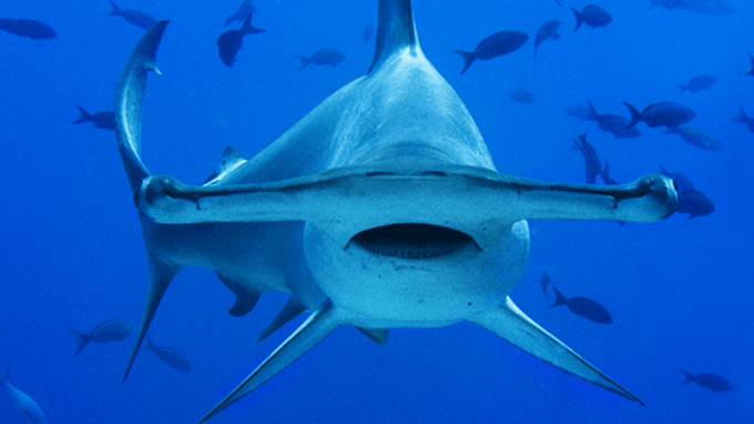 Los tiburones están desapareciendo y el fenómeno dejará un «enorme agujero» en océanos