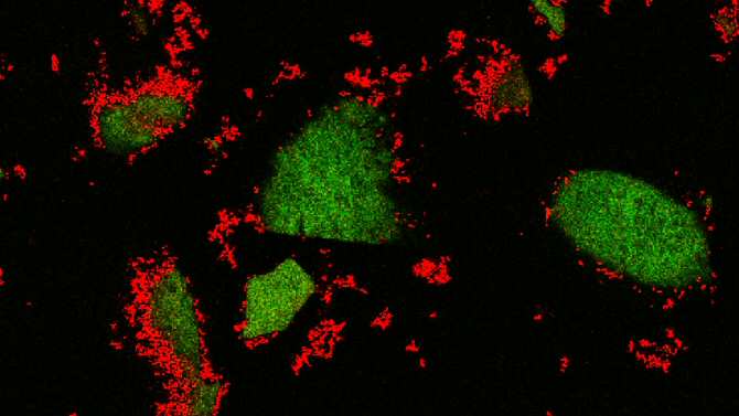 La amenaza oculta de las bacterias que liberan al aire carbono atrapado en el suelo