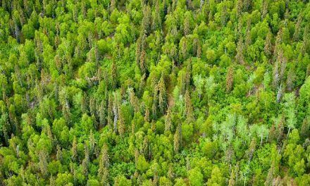 Revisando el “botiquín” que nos ofrece el reino vegetal