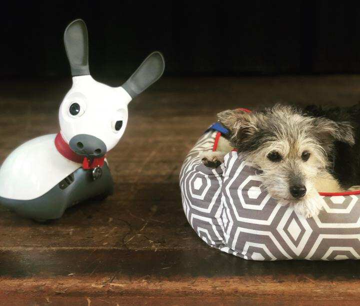 ¿Reemplazar perros de terapia por robots?