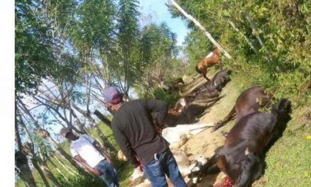 Cable de alta tensión mata 28 vacas en Sabana Grande de Boyá