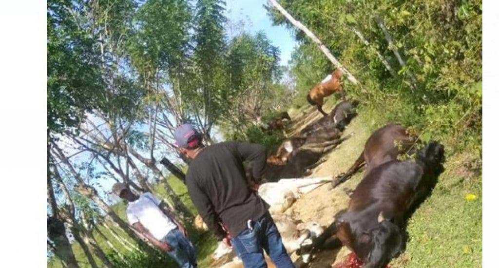 Cable de alta tensión mata 28 vacas en Sabana Grande de Boyá