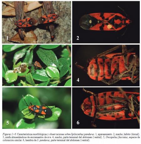 Contenidos que resaltan la fauna de República Dominicana y Haití en la nueva edición de Novitates Caribaea