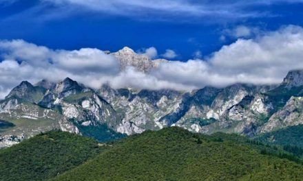 Las interacciones entre las plantas de alta montaña son decisivas para su supervivencia
