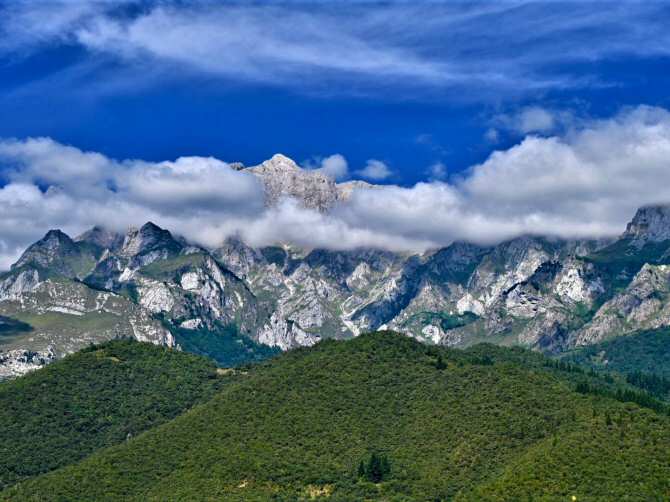 Las interacciones entre las plantas de alta montaña son decisivas para su supervivencia