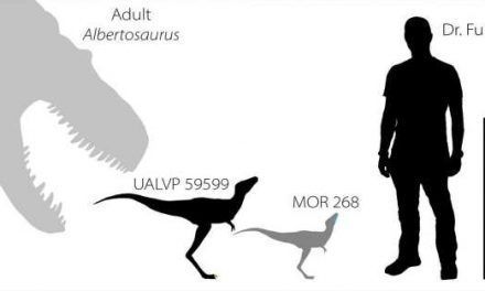 El increíble tamaño de los bebés de tiranosaurio