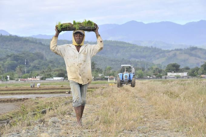 Desautorizan alzas en el precio del arroz