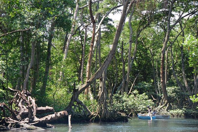 La sociedad dominicana conoce poco sobre el manglar y las leyes que lo protegen