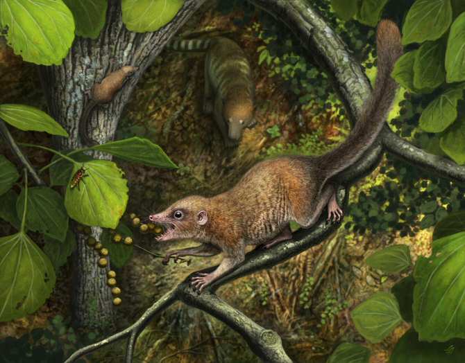 Los fósiles más antiguos de primates