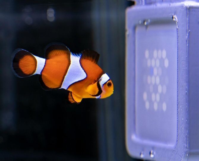 Televisor para peces
