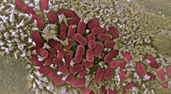 Descifran cómo las bacterias usan redes de proteínas para controlar células durante la infección