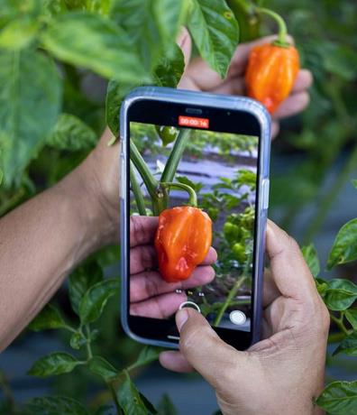 Mezclas e influencias: el resultado de una identidad con sabor