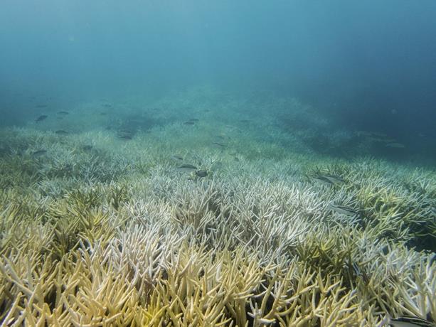 Científicos aprovechan la pandemia para hacer un mapa del sonido de los mares