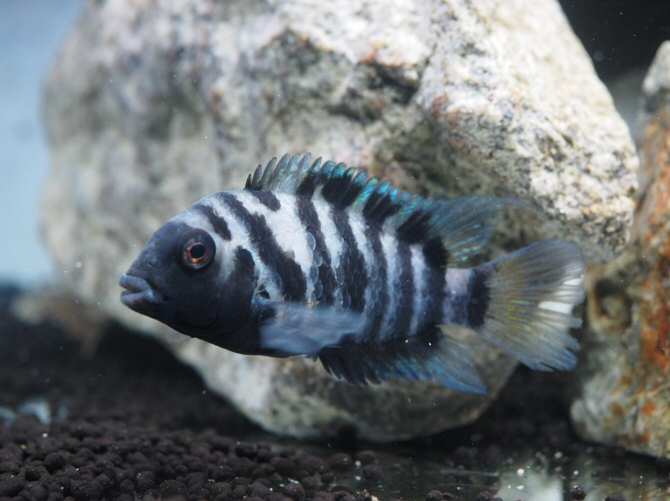 ¿Altruismo en peces?