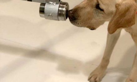 Perros que detectan al coronavirus por el olor
