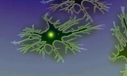 Organoides de cerebro humano, ¿en la antesala de la creación artificial de conciencia?