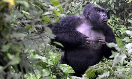 El significado oculto de los golpes en el pecho de los gorilas de montaña