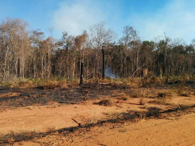 ¿Realmente la selva amazónica almacena más carbono que el que emite?